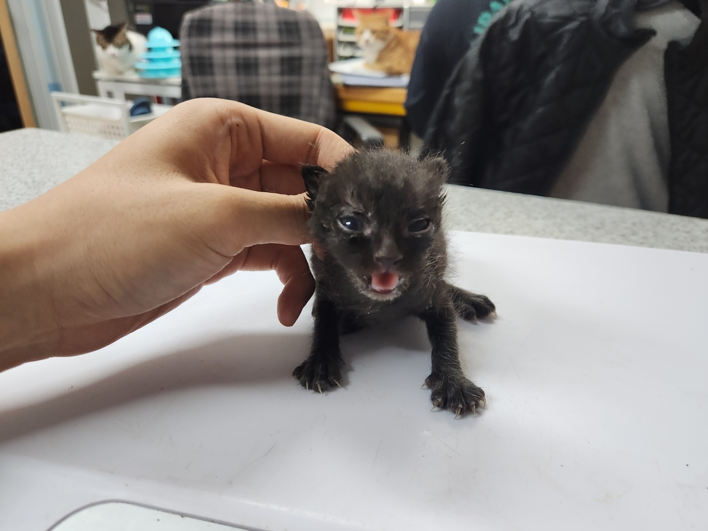 광주 동물보호소_429361202300277